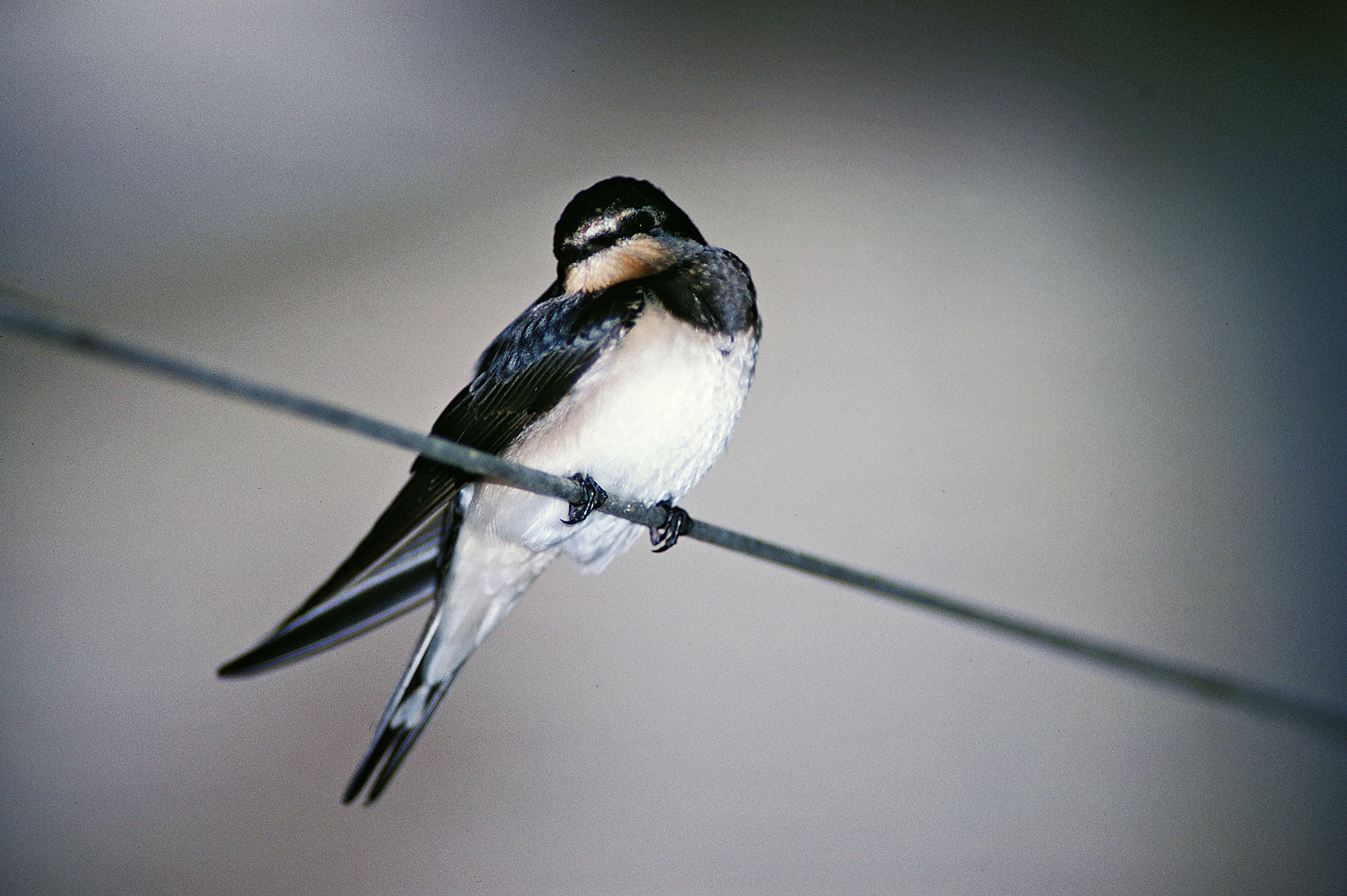 1993 Schwalbe auf meinen Balkon