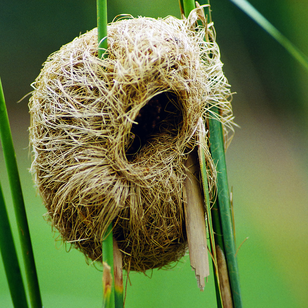 1993 Tanzania, Gibb's Farm, Webervogel Nest