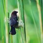   1993 Tanzania, Gibb's Farm, Webervogel Nest im Entstehen mit dem Baumeister