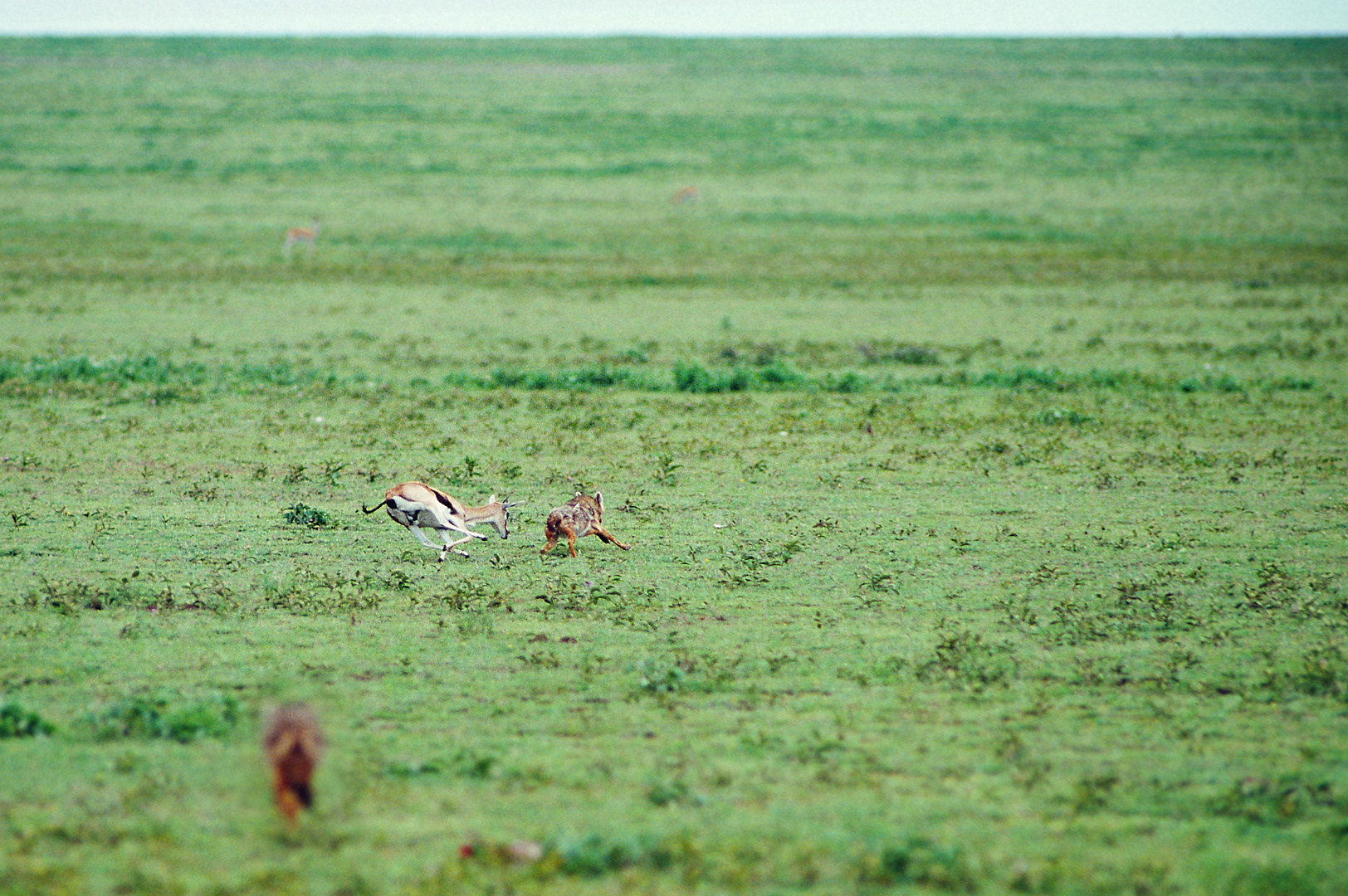 1993 Tanzania, Serengeti im Norden