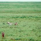 1993 Tanzania, Serengeti im Norden