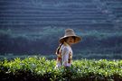 Teepflückerin in China von Heidi Roloff