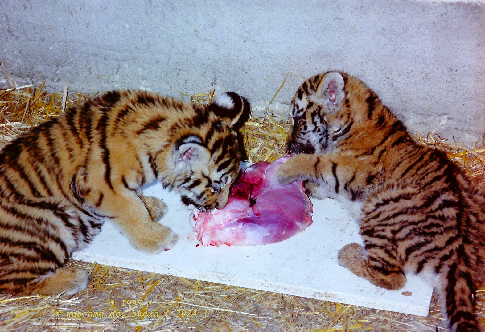 1995, kleine Tiger - Tierpark Diana, Malta (Kärnten, Austria)