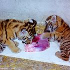 1995, kleine Tiger - Tierpark Diana, Malta (Kärnten, Austria)