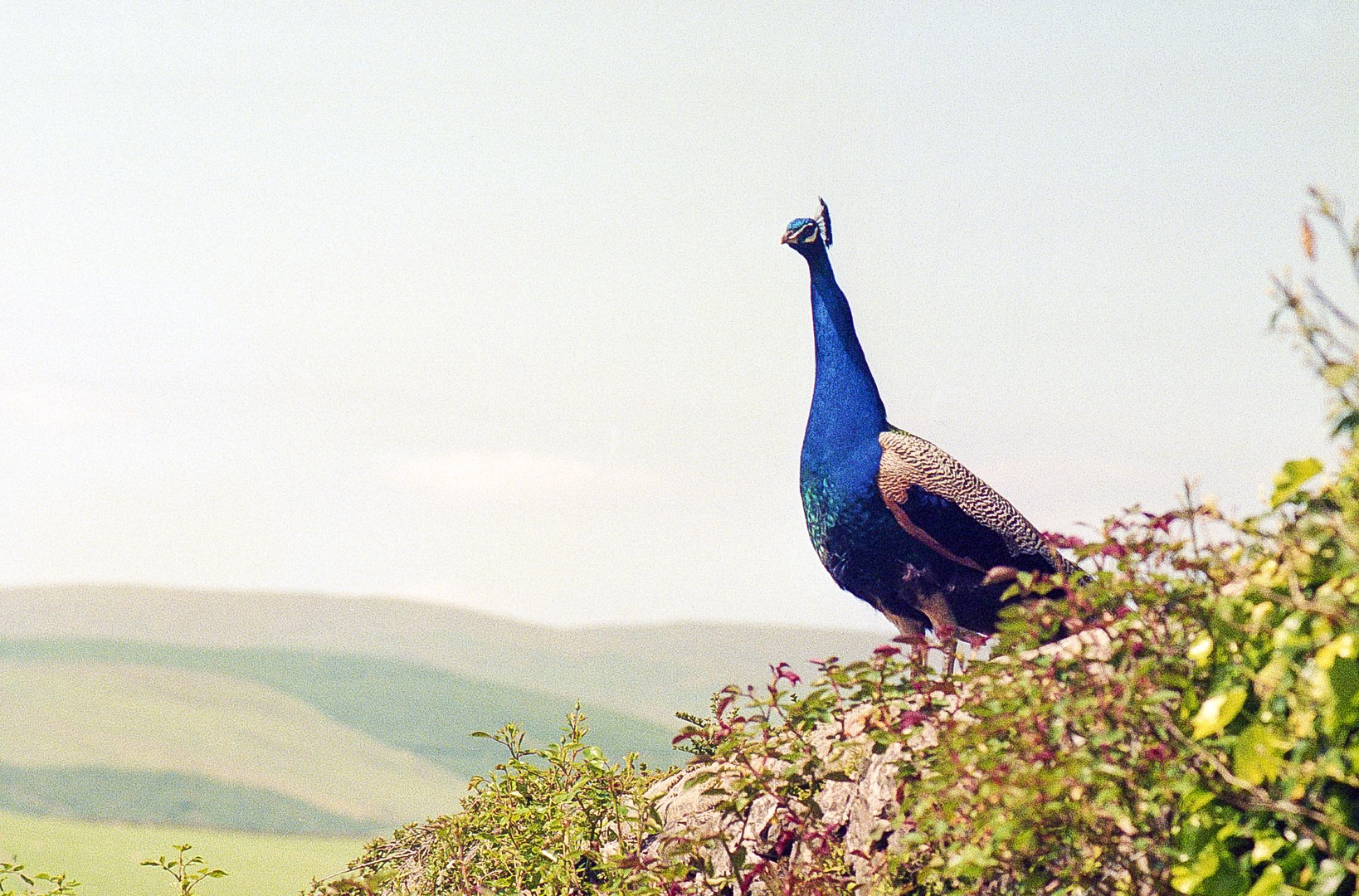 1997_Schottland_Pfau