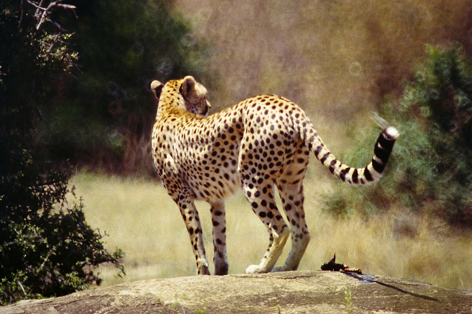 1999, Kenia, Massai Mara Schutzgebiet