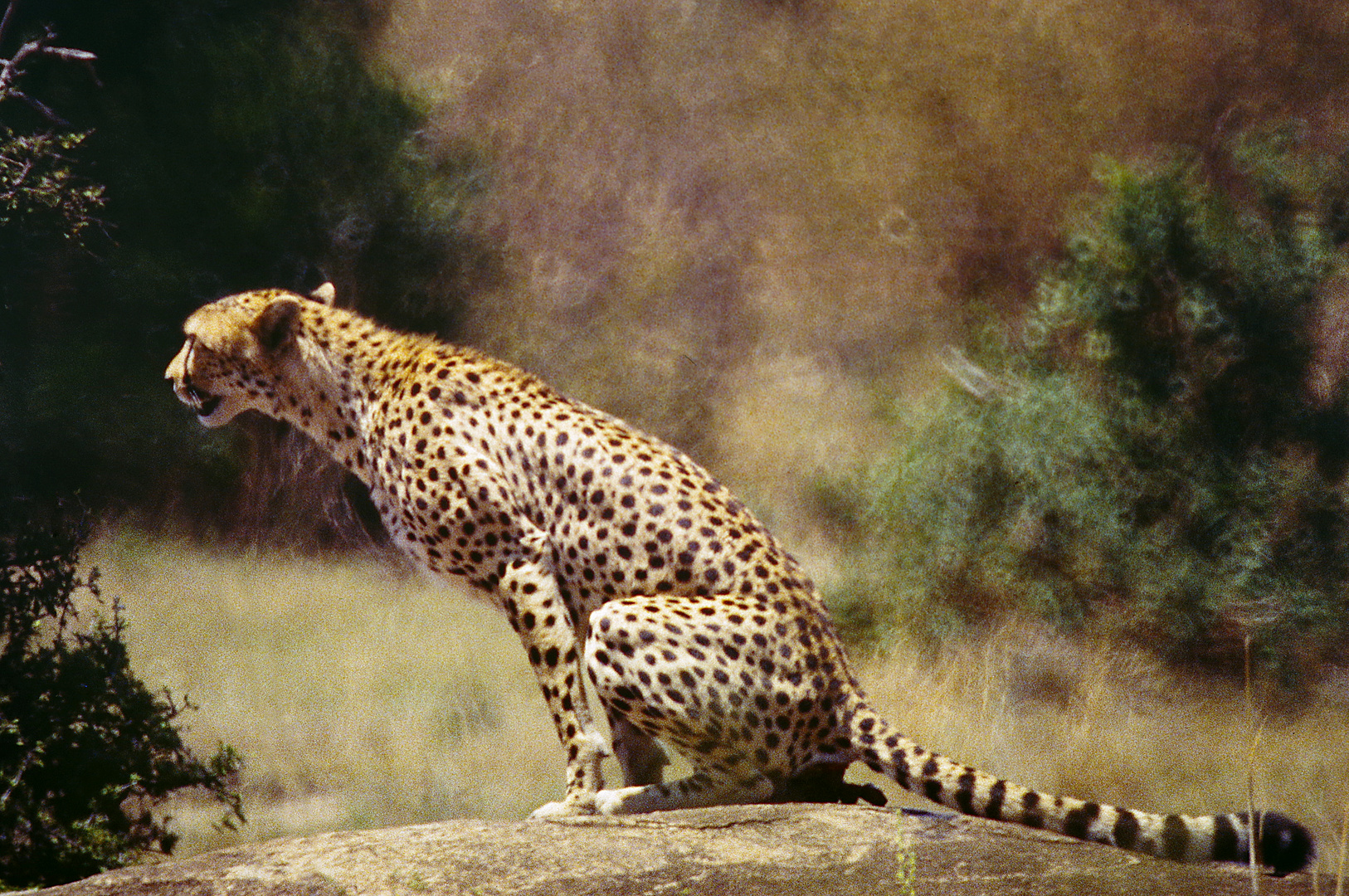1999, Kenia, Massai Mara Schutzgebiet