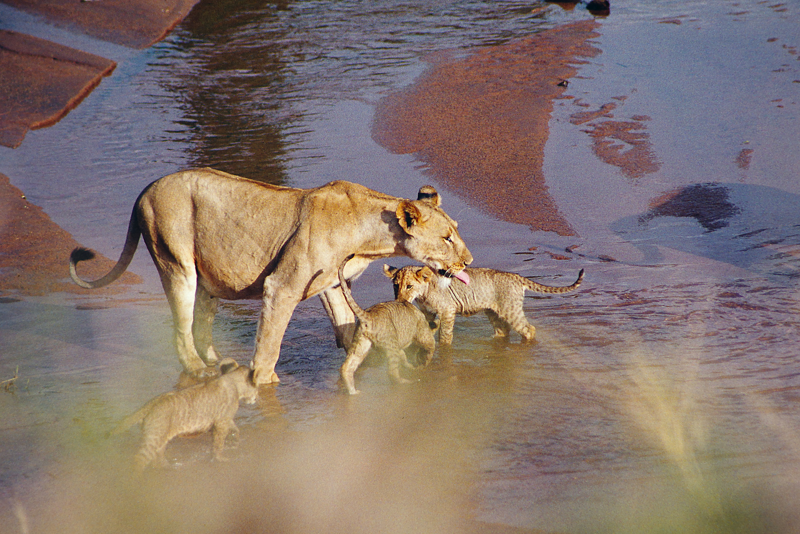 1999 Kenia, Samburu NR