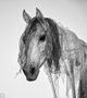 Dream Horse von Christian Dudat