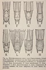 (19a) Die Frühe Heidelibelle (Sympetrum fonscolombii)