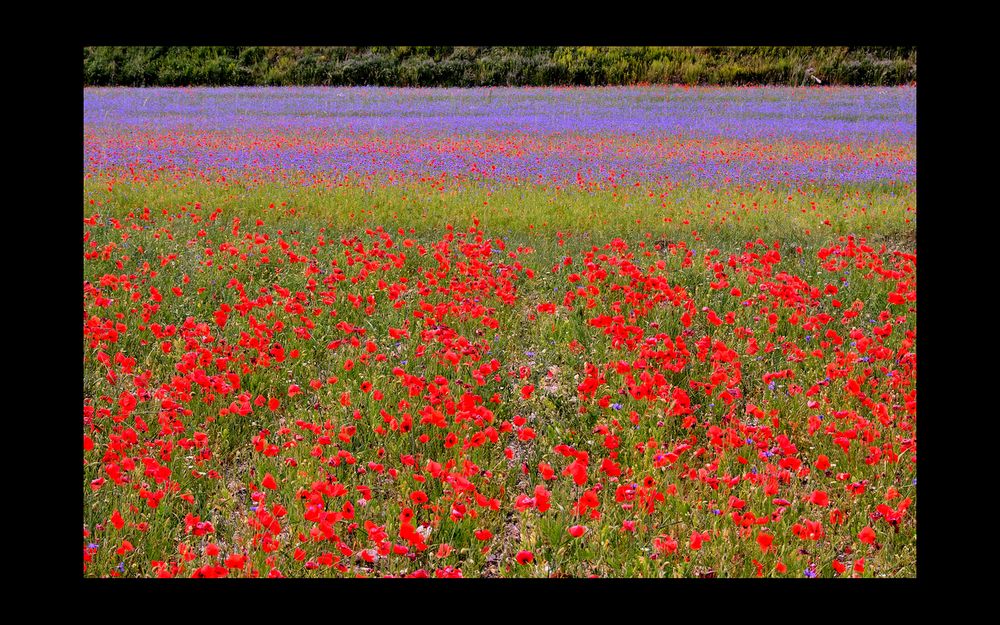 PALETTE di Matteo Maurizio Mauro 