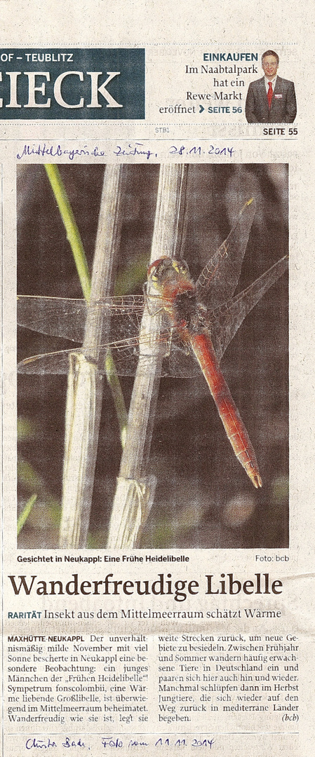 (19b) Die Frühe Heidelibelle (Sympetrum fonscolombii)