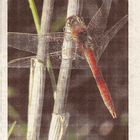 (19b) Die Frühe Heidelibelle (Sympetrum fonscolombii)