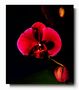 Ombre et lumière pour une orchidée de Jo Rubis