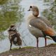 Nilgans mit Nachwuchs