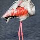 Flamant rose