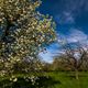 Alte Streuobstwiese im Markgrflerland