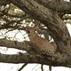 Leopard in Tanzania