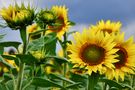 Sunflowers III by Andrej Nagode 