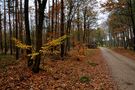 Uckermark 2021 Herbstzeitliche Waldeinsamkeit von Treck