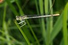 Blaue Federlibelle (Platycnemis pennipes) by tiedau-fotos