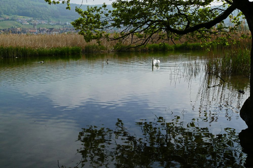 19_Klingnau Stausee 01 (78)