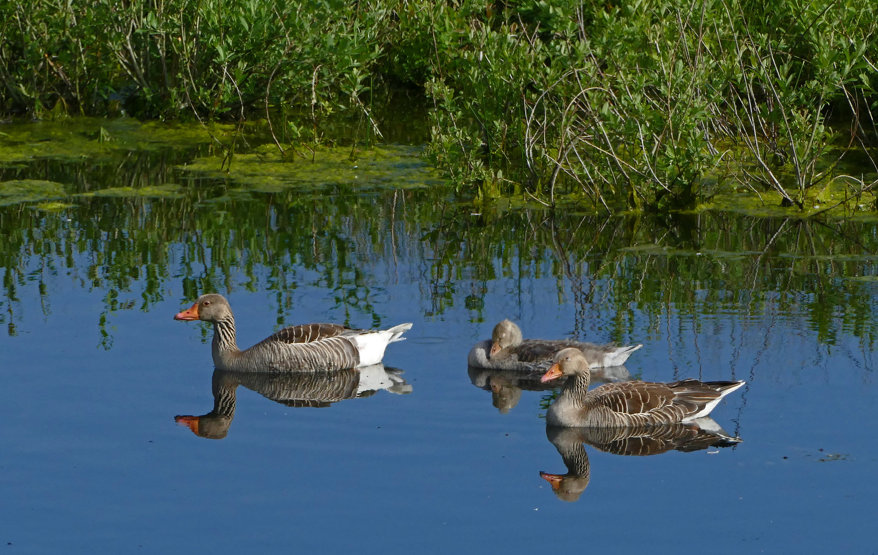 19_Petite Camargue27 (32)