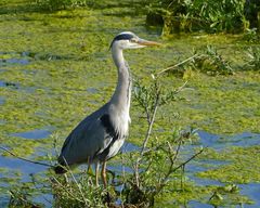 19_Petite Camargue27 (4)