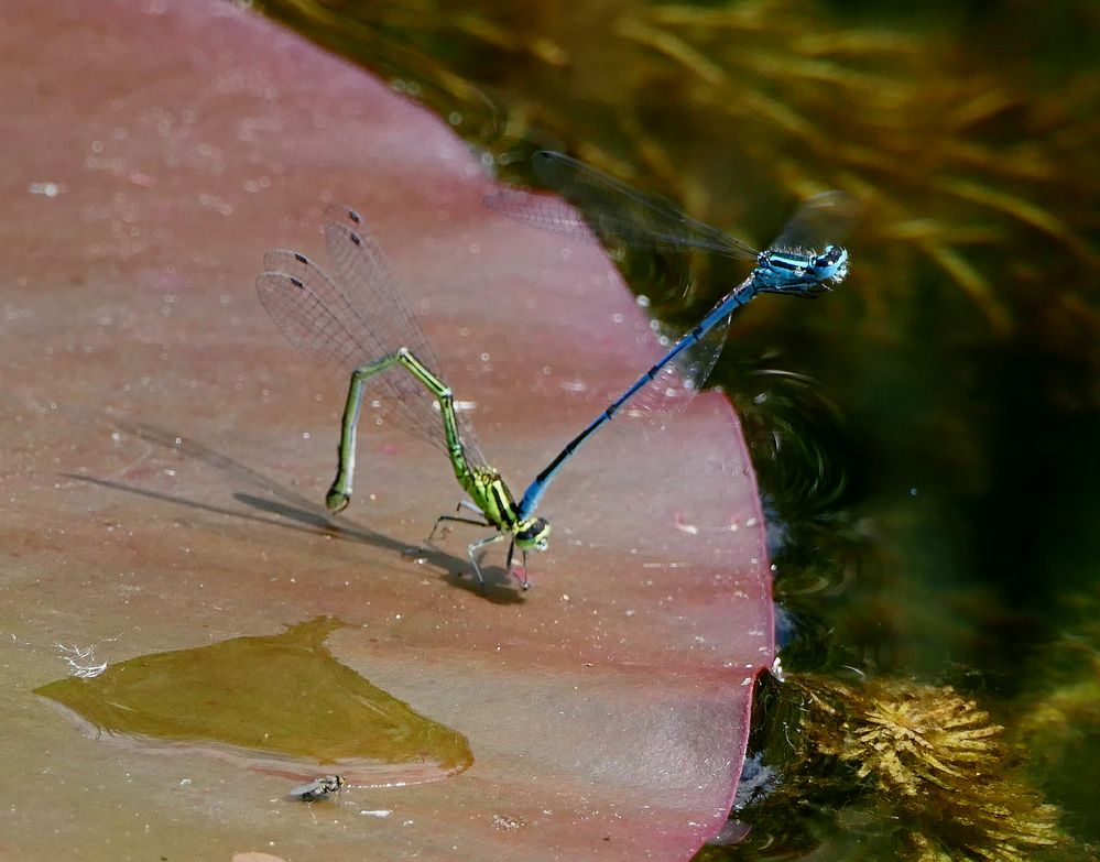 19_Petite Camargue27 (67)