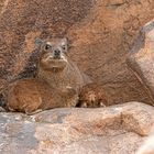 19_Serie Klippschliefer im Köcherbaumwald/Namibia