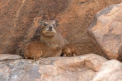 19_Serie Klippschliefer im Köcherbaumwald/Namibia