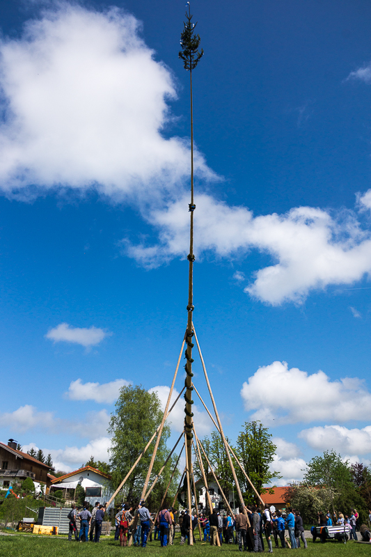 bild maibaum kostenlos
