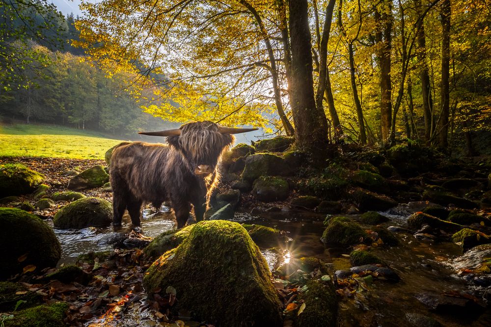 Zottelige-Begegnung-PB048278-HDR by Andy-2