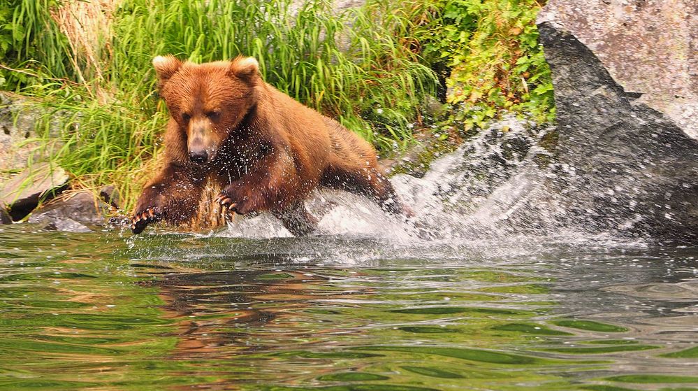 Braunbär Wolverine Creek 2019 Alaska von mip64