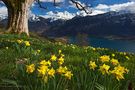 Blumige Heimat von Stefan Grünig