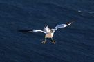 Helgoland