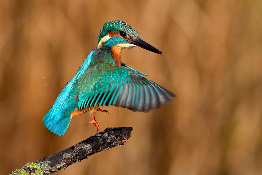 Eisvogel beim Absprung von nilger76