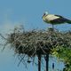 Ein Storch