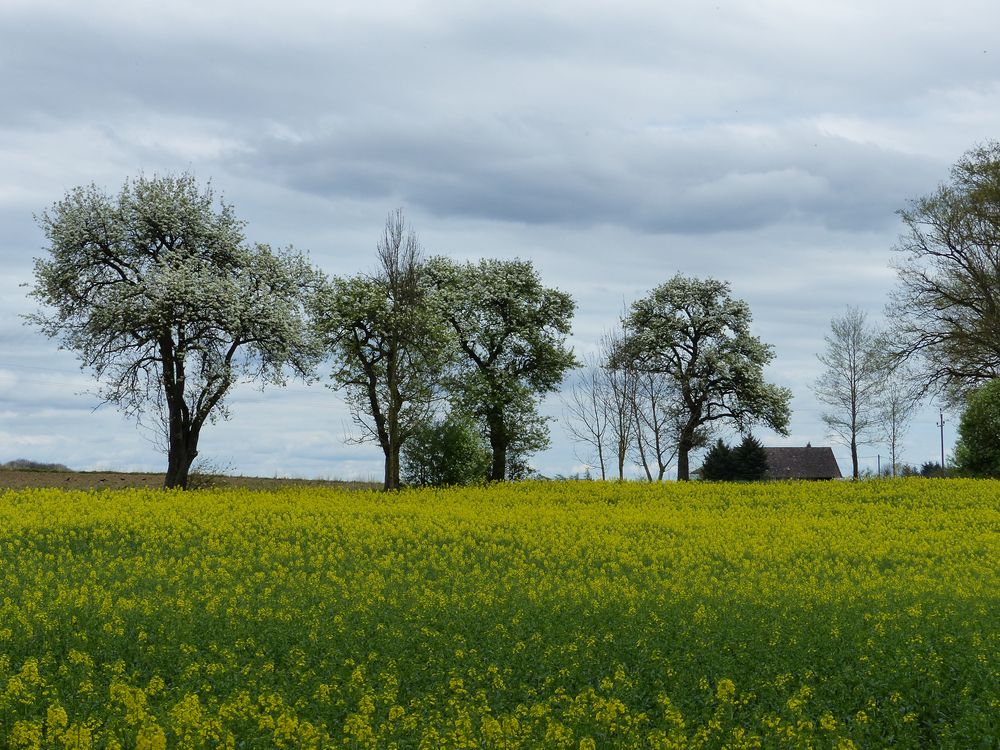 Frühling zieht ins Land von berniesfotos