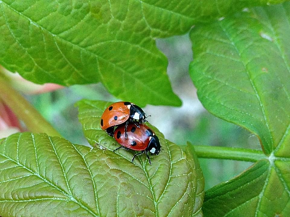 Love is in the air... von Birgit-Kira 