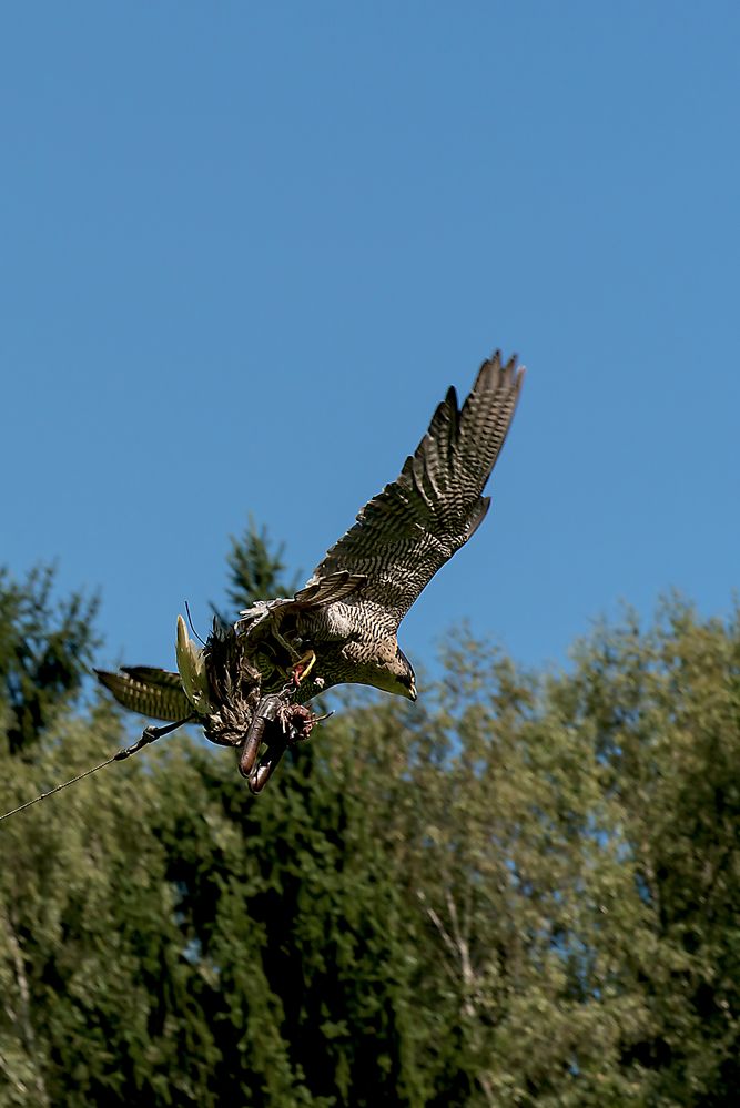 Vogelschau 1 von Raspat-Fotografie 