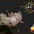 1.Advent 