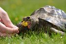 Die Schönheit einer Schildkröte von Morin Grote