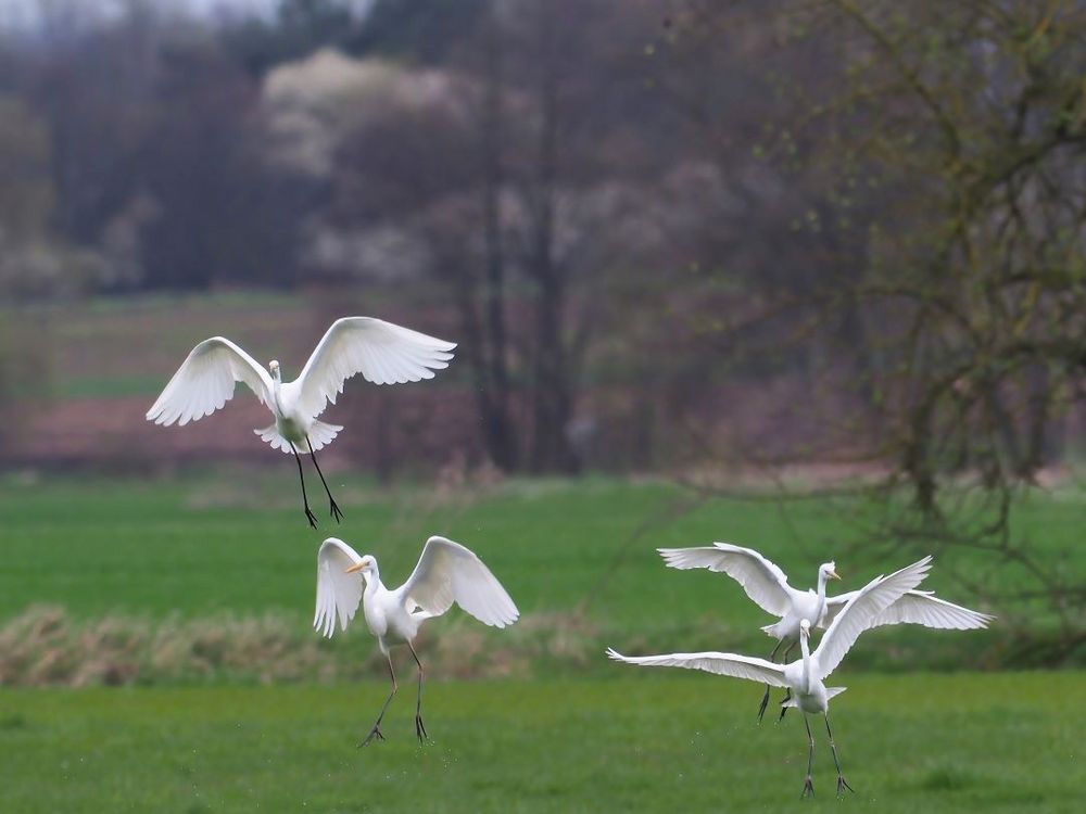 Frühlingsballett der Silberreiher von werner thuleweit