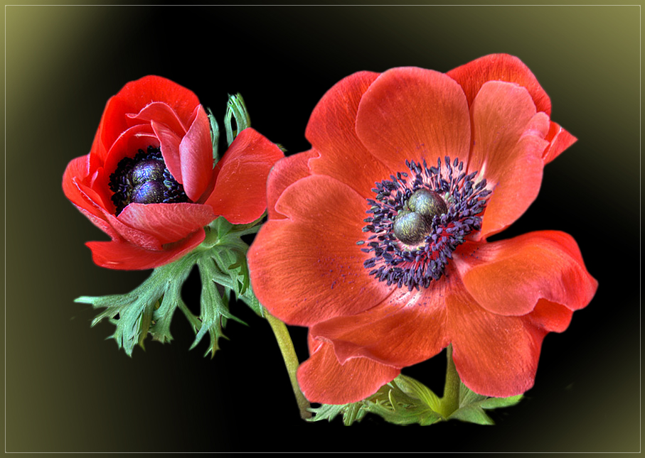 Anemonen von Christine Sch.