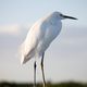 Snowy Egret