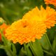 Calendula officinalis