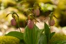 PinkLadySlipper_5215 by NatureHiker