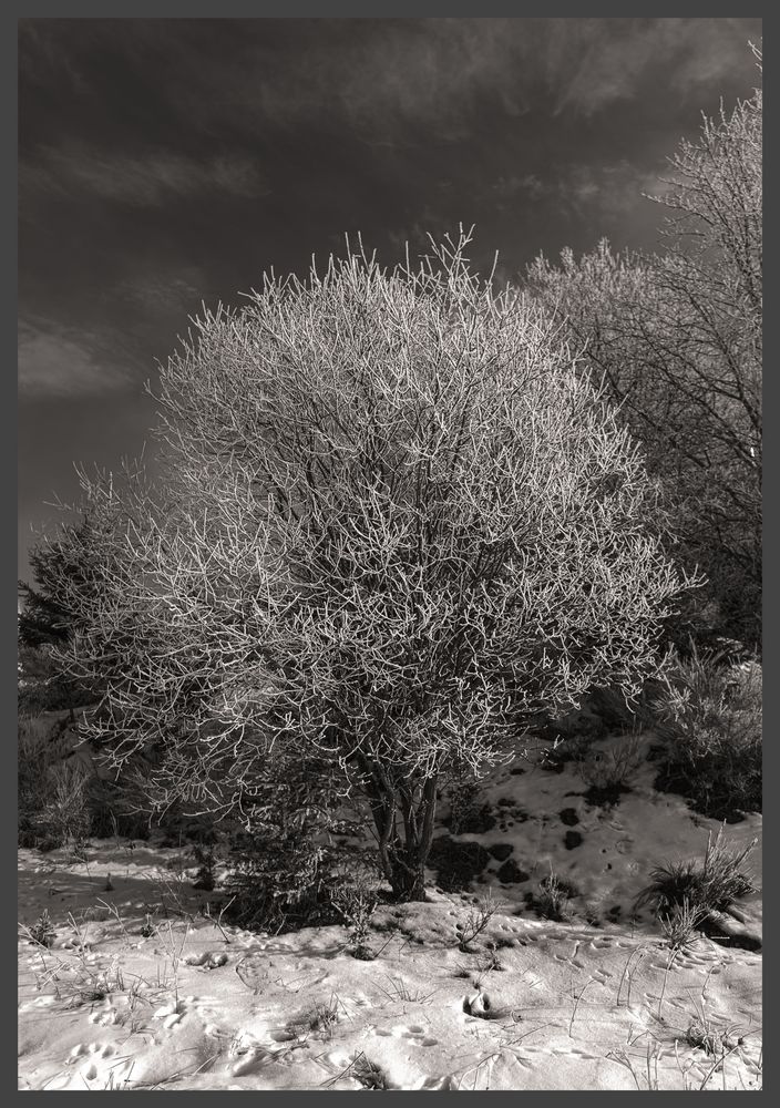 Mein Freund, der Baum! von Elke2211 