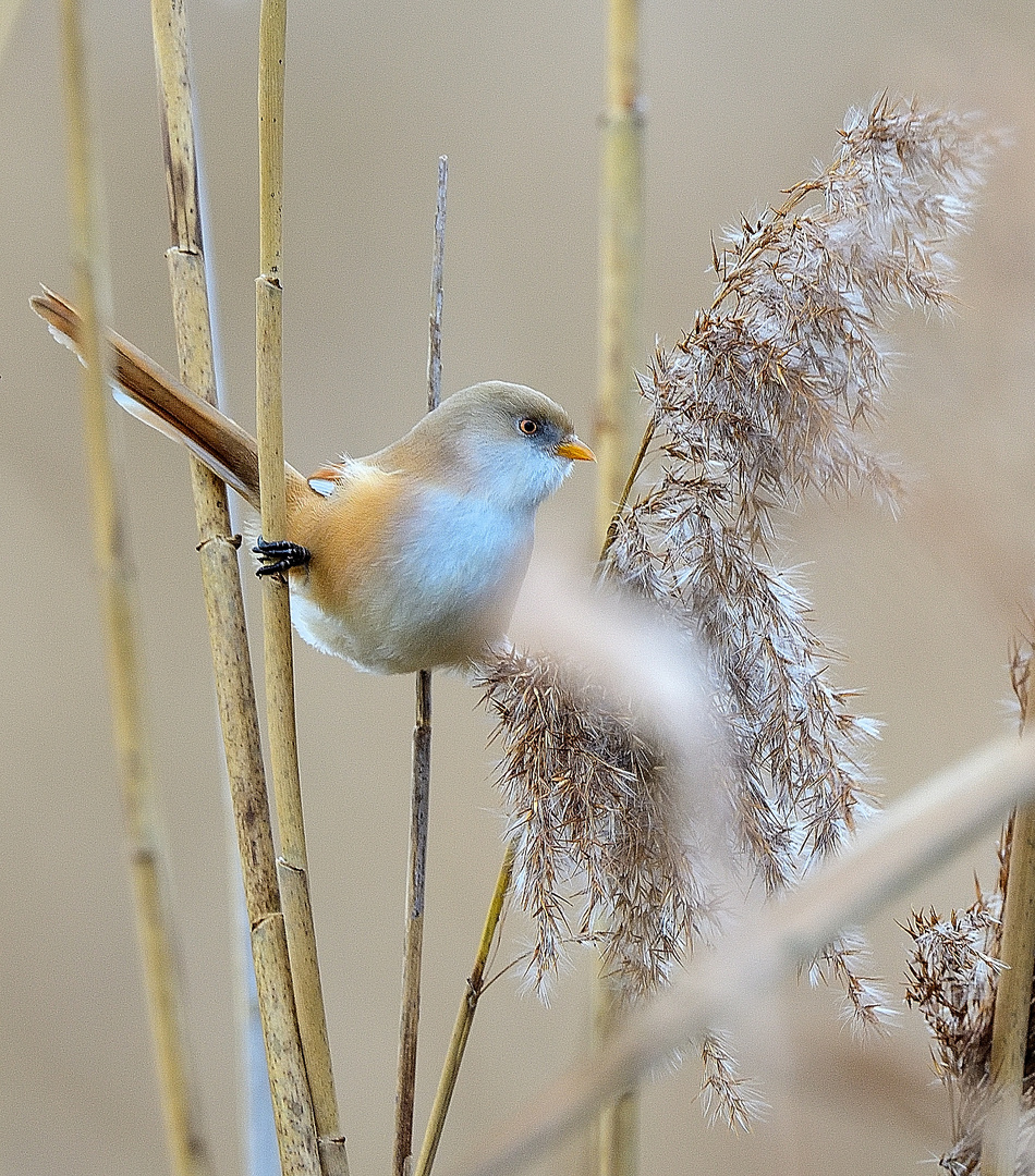 1_Bartmeise fem. (Panurus biarmicus), Bearded reedling, Bigotudo, 